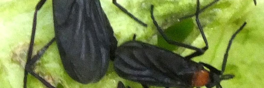 Gansbaai Franskraal se vliegplaag_1